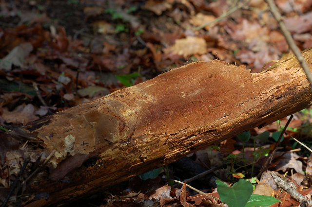 Un giretto tra le quercie